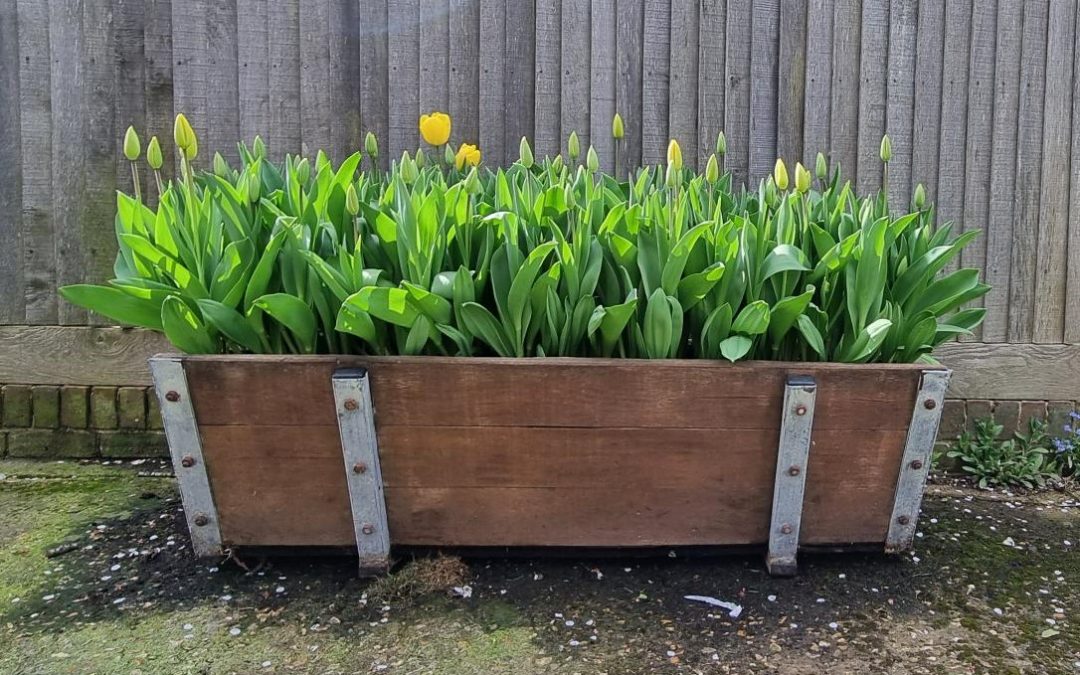 ARUNDEL TOWN CENTRE PLANTERS CONSULTATION